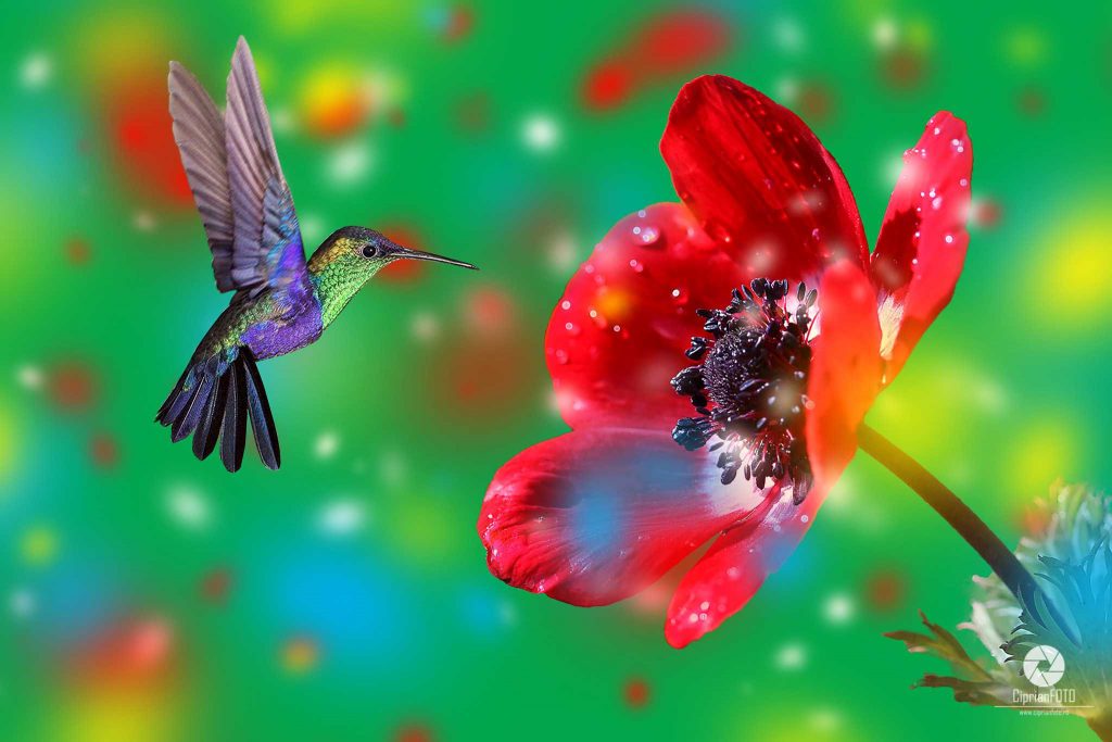 Hummingbird | Fantasy Surreal Scene | Photoshop Tutorial | Photo ...