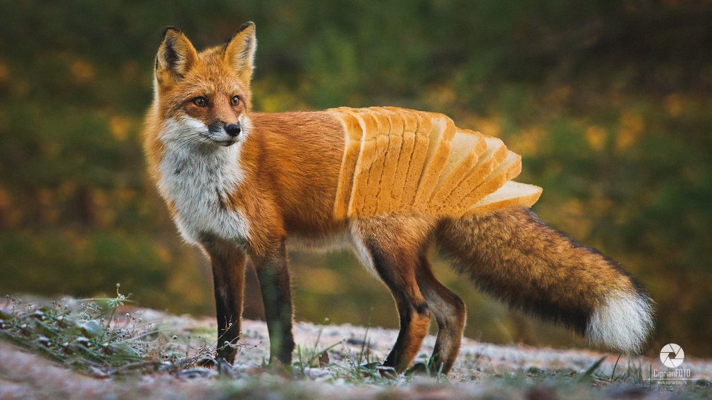 Photoshop Manipulation Tutorial - Slices Fox - CiprianFOTO | Photoshop ...